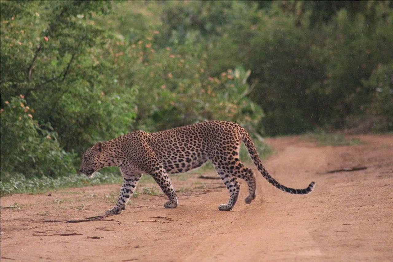 Greenwood Udawalawa Safari Resort Udawalawe Bagian luar foto