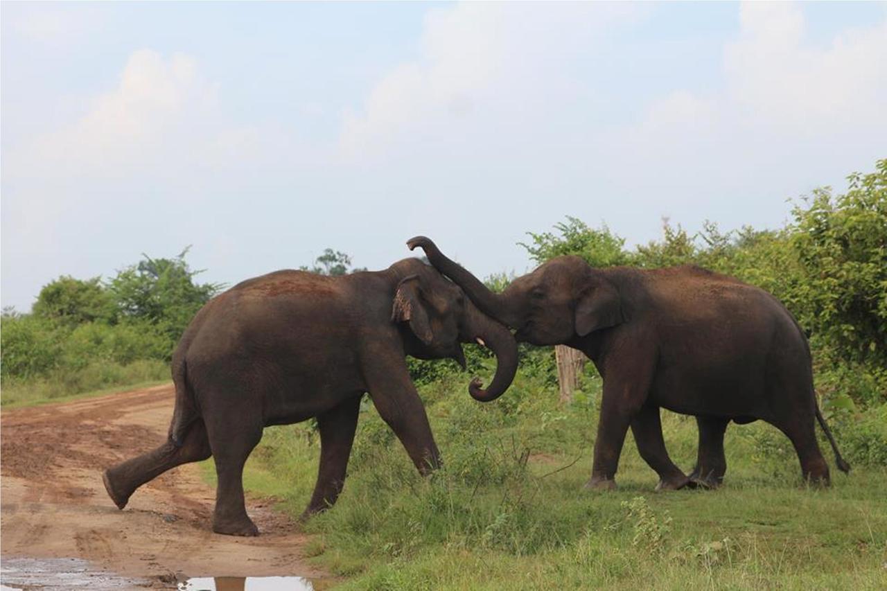 Greenwood Udawalawa Safari Resort Udawalawe Bagian luar foto
