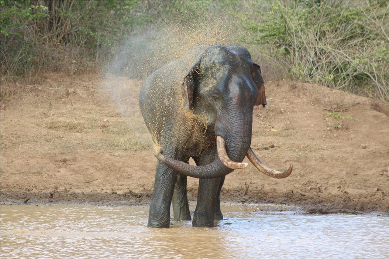 Greenwood Udawalawa Safari Resort Udawalawe Bagian luar foto