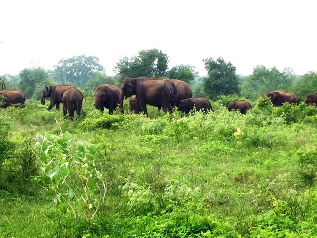 Greenwood Udawalawa Safari Resort Udawalawe Bagian luar foto